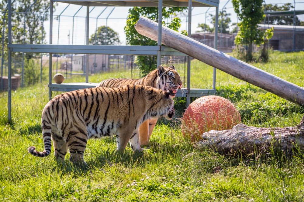 Tigers play at the Turpentine Wildlife Refuge, a popular activity for families.