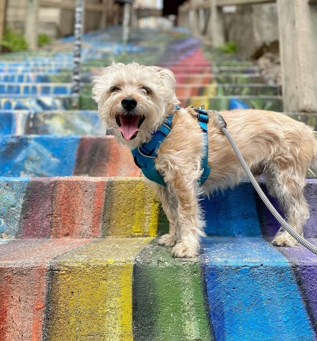 Pet-friendly shops 10 299511657 10160439516771332 5464107633834186944 n 2 2