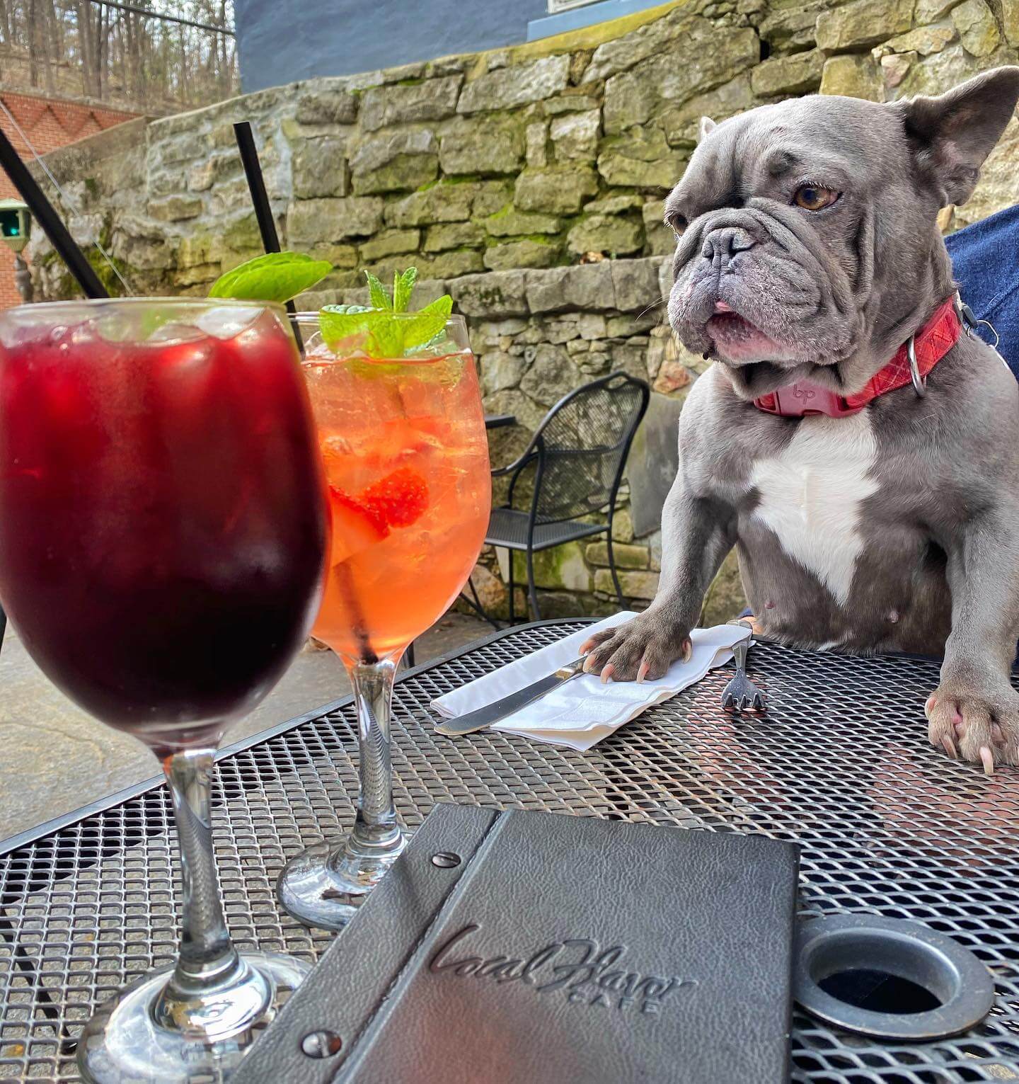 Pet-Friendly Dining 6 diegathefrenchie Instagram 3007 ig 18129742462013232
