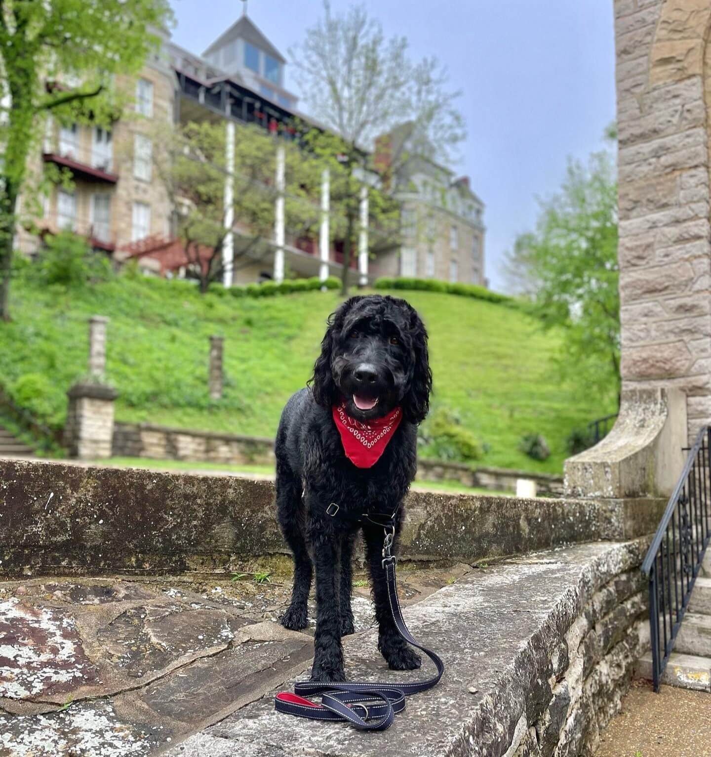Pet-Friendly Lodging 7 roadieboy thedoodle Instagram 3007 ig 17921394563373550
